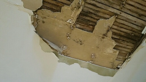 Moisture Detection & Water Intrusion Investigation