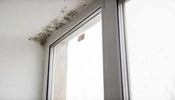 Moisture Detection & Water Intrusion Investigation