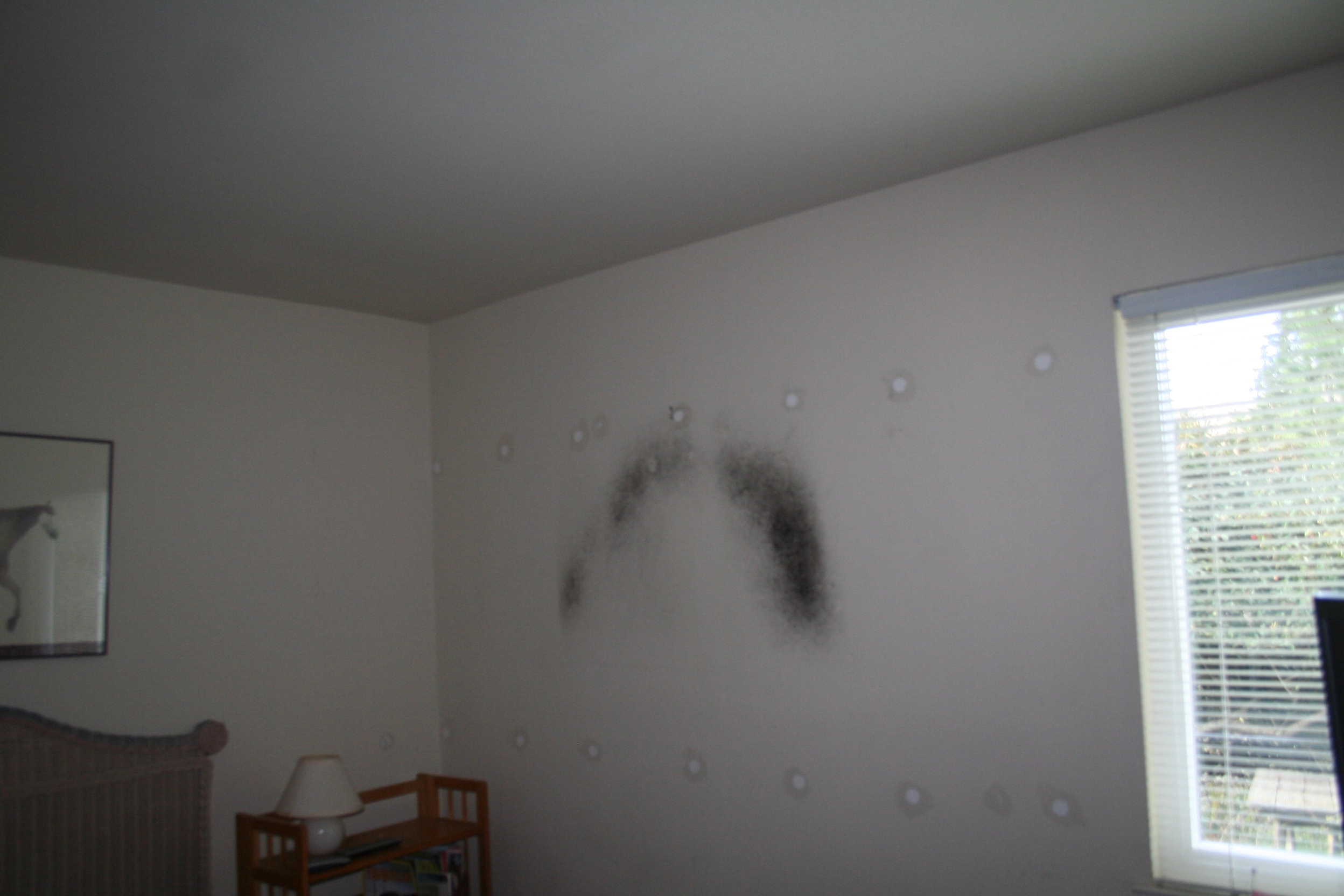 Moisture Detection & Water Intrusion Investigation