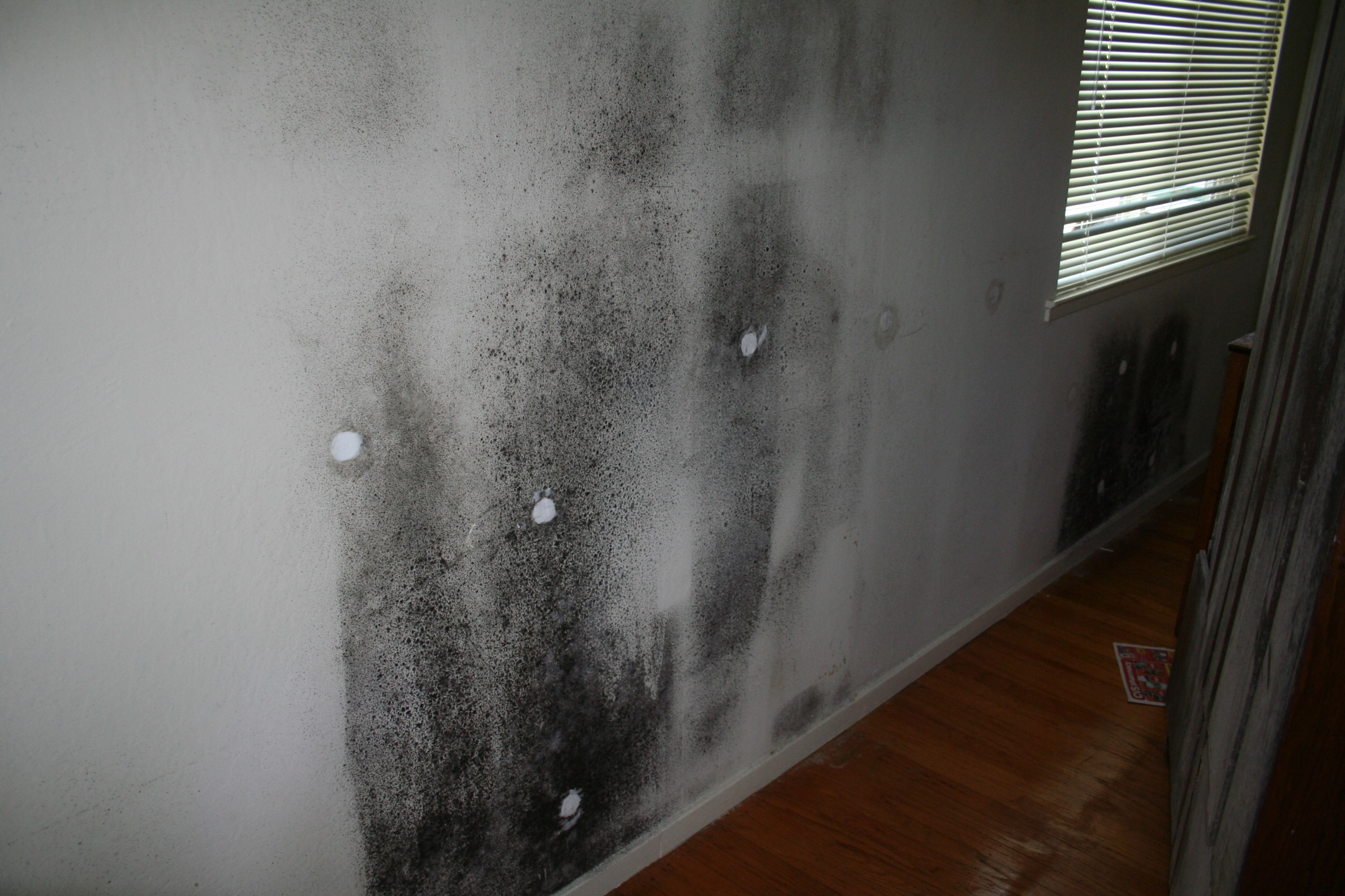 Moisture Detection & Water Intrusion Investigation