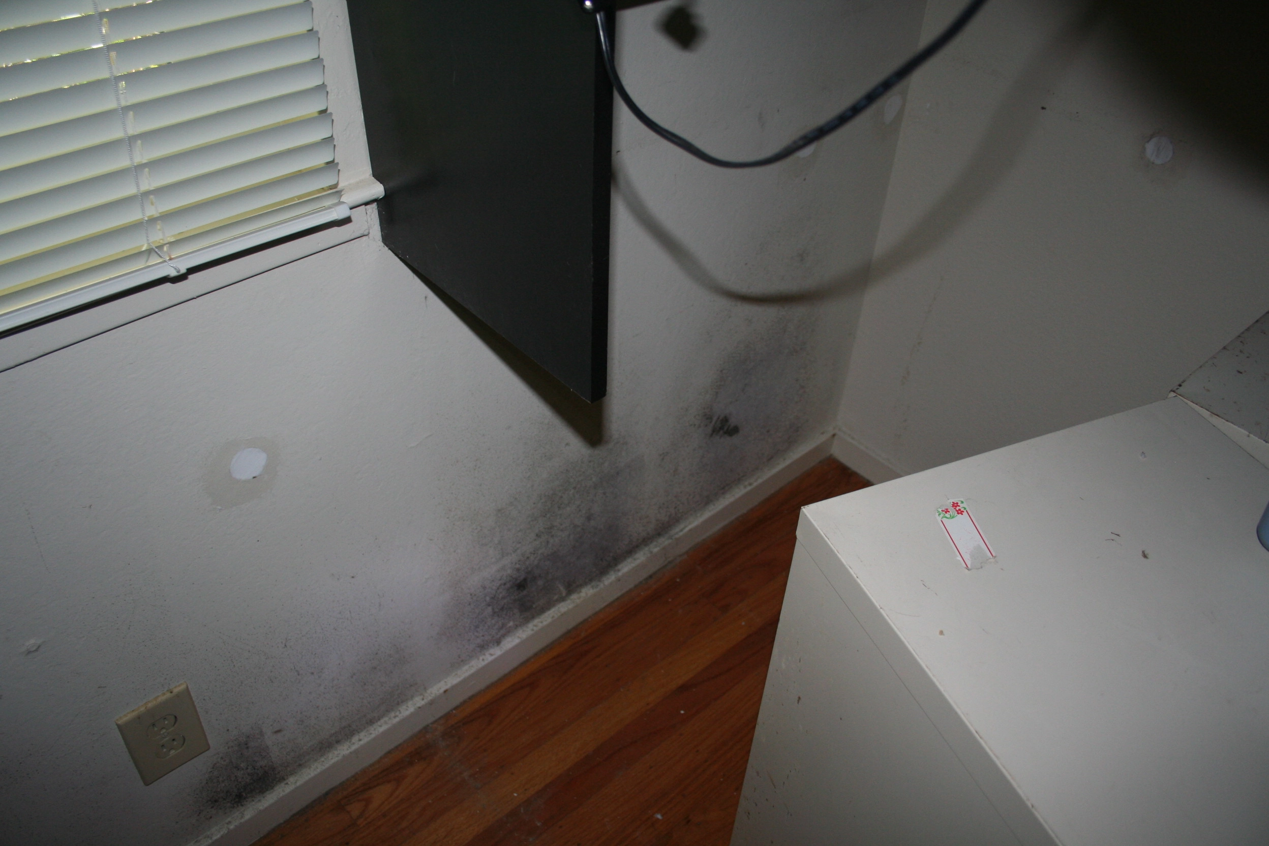 Moisture Detection & Water Intrusion Investigation