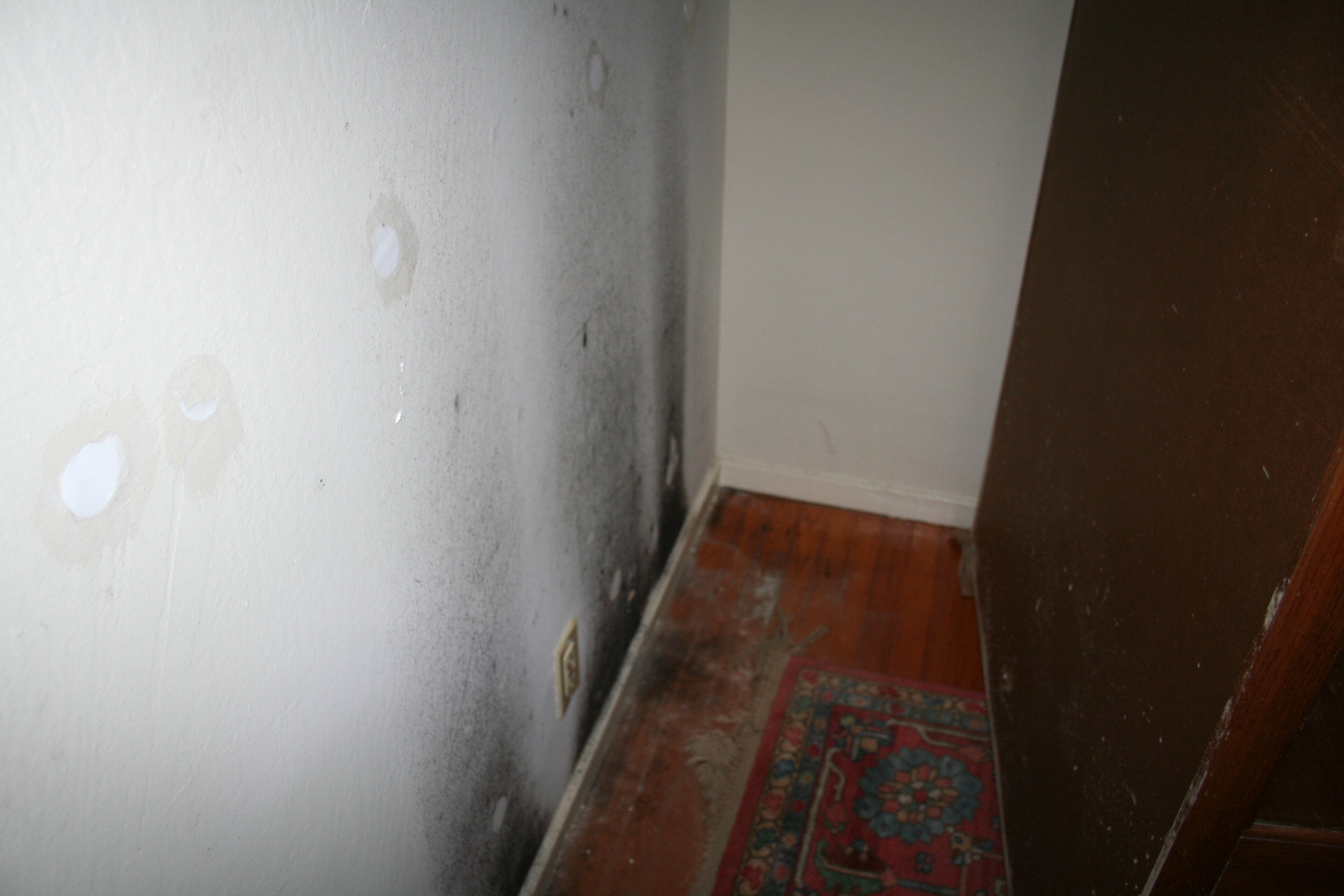 Moisture Detection & Water Intrusion Investigation